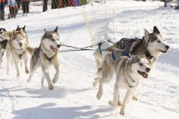 Lenk 2012 SM